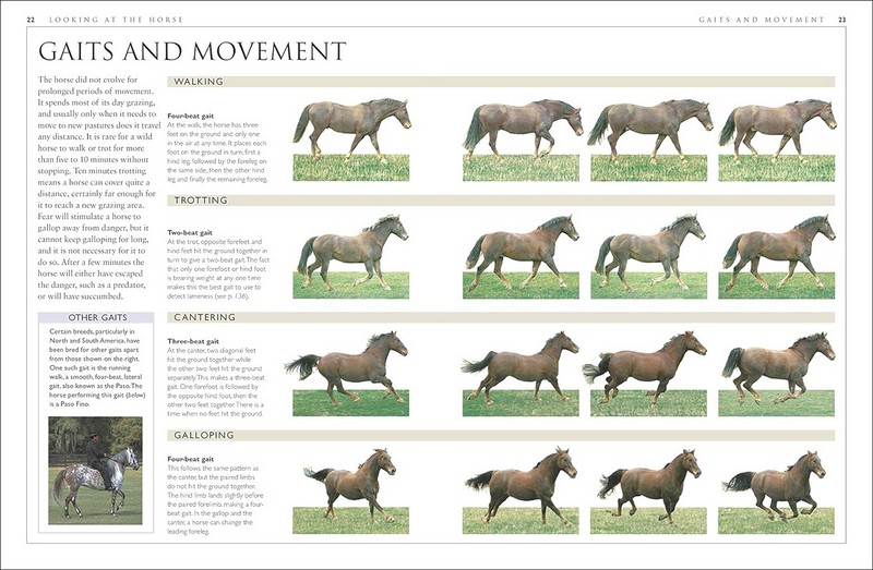 Complete Horse Care Manual - фото 4