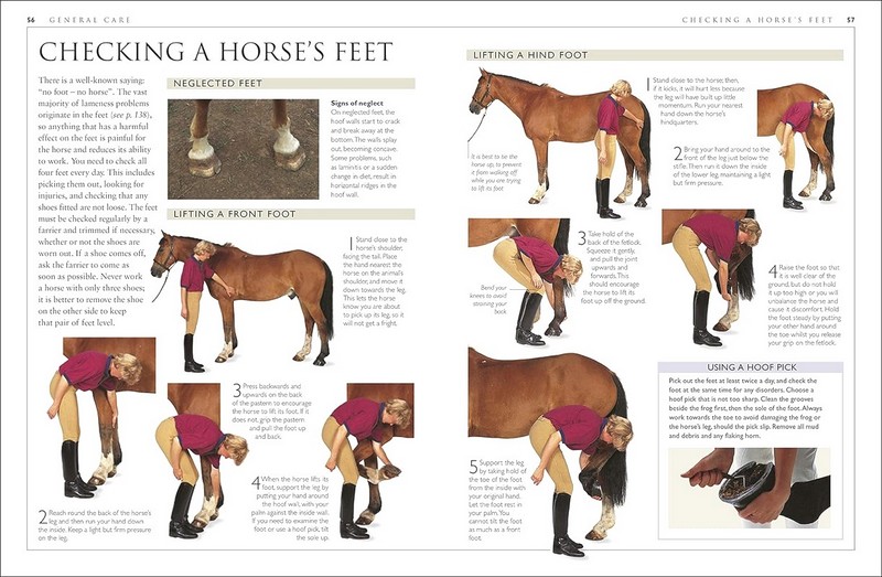 Complete Horse Care Manual - фото 5