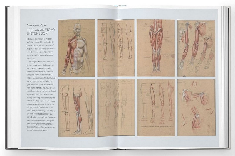 Basic Human Anatomy. An Essential Visual Guide for Artists - фото 3