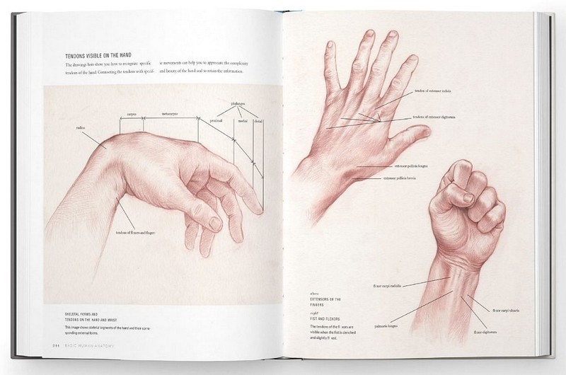 Basic Human Anatomy. An Essential Visual Guide for Artists - фото 5