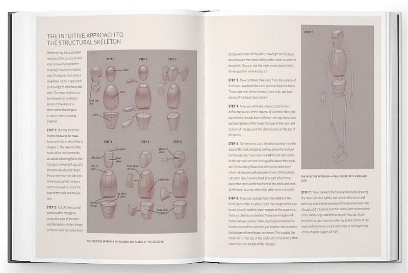 Basic Human Anatomy. An Essential Visual Guide for Artists - фото 6
