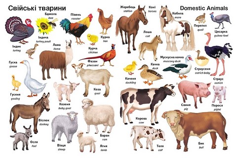 Перші слова Тварини + англійска Авт: Є. Новоспаська Вид-во: Пегас - фото 2