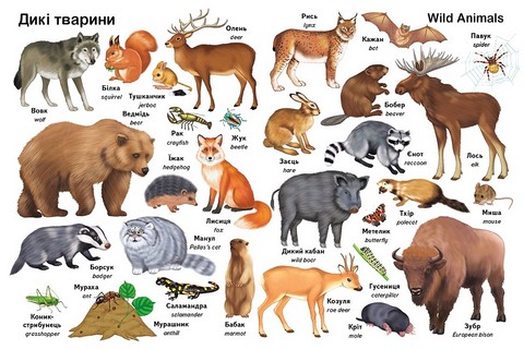 Перші слова Тварини + англійска Авт: Є. Новоспаська Вид-во: Пегас - фото 4