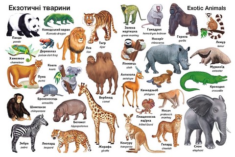 Перші слова Тварини + англійска Авт: Є. Новоспаська Вид-во: Пегас - фото 6