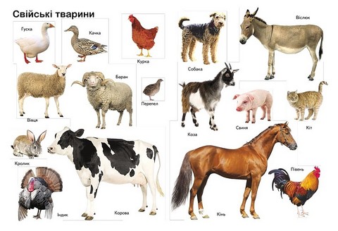 Перші знання малюка Вид-во: Пегас - фото 4