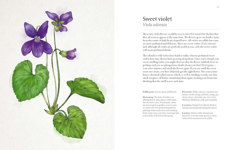 A Foragers Guide to Wild Drinks Авт: Liz Knight Вид-во: Thames and Hudson - фото 4