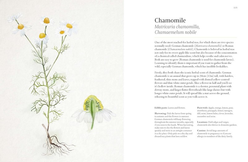 A Foragers Guide to Wild Drinks Авт: Liz Knight Вид-во: Thames and Hudson - фото 8