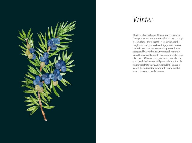 A Foragers Guide to Wild Drinks Авт: Liz Knight Вид-во: Thames and Hudson - фото 10