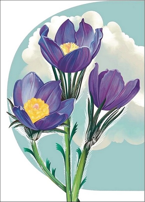 Листівка вітальна «Сон широколистий» - фото 1